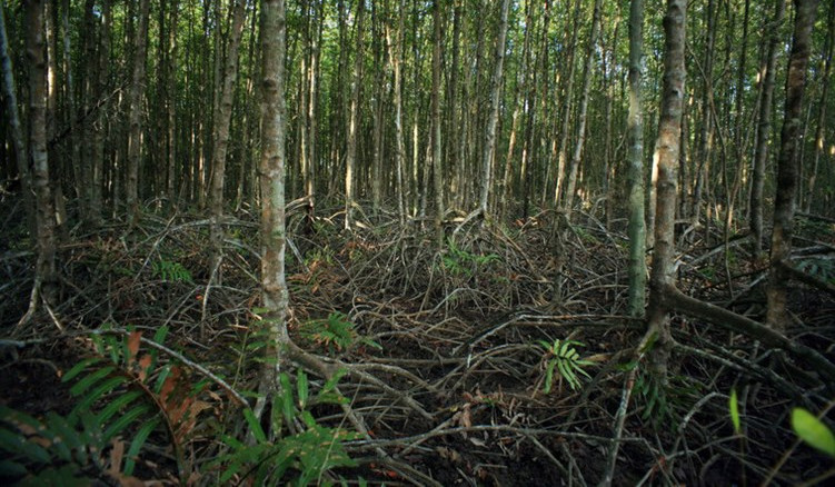 Picture 5 of Enchanting beauty of dense forest right next to Saigon