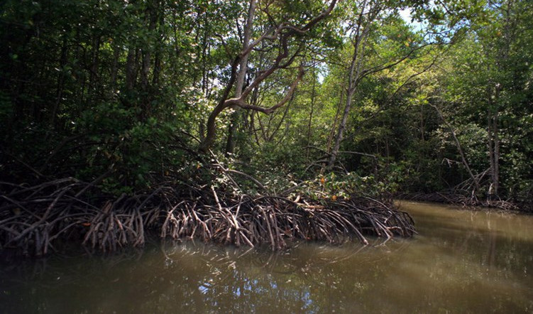 Picture 6 of Enchanting beauty of dense forest right next to Saigon