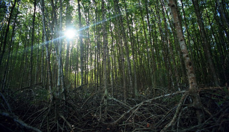 Picture 8 of Enchanting beauty of dense forest right next to Saigon