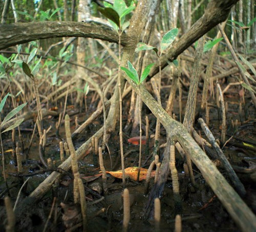 Picture 9 of Enchanting beauty of dense forest right next to Saigon