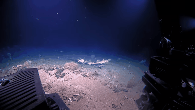 Picture 2 of Encounter the 'meat festival' scene on the ocean floor and the fate of the 'king of predators'