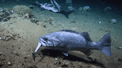 Picture 3 of Encounter the 'meat festival' scene on the ocean floor and the fate of the 'king of predators'