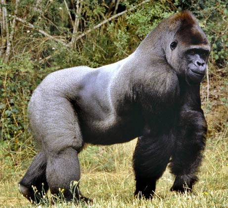 Picture 1 of Endangered animals