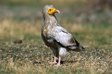 Picture 3 of Endangered animals