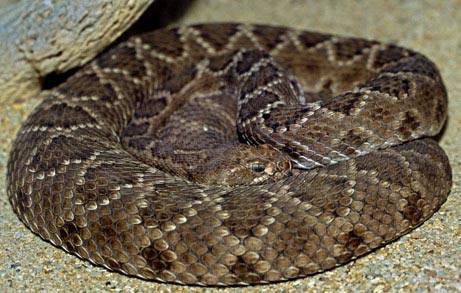 Picture 4 of Endangered animals