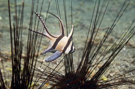 Picture 5 of Endangered animals