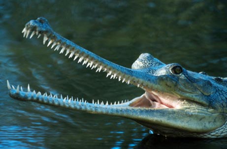 Picture 6 of Endangered animals