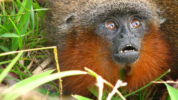 Picture 1 of Endangered species in 2012