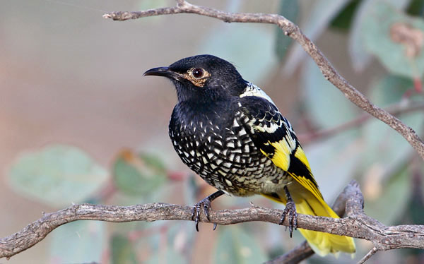 Picture 2 of Endangered species in 2012
