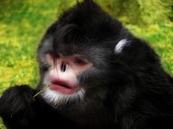 Picture 3 of Endangered species in 2012