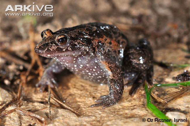 Picture 6 of Endangered species in 2012