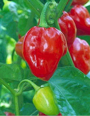Picture 1 of Endless hot peppers