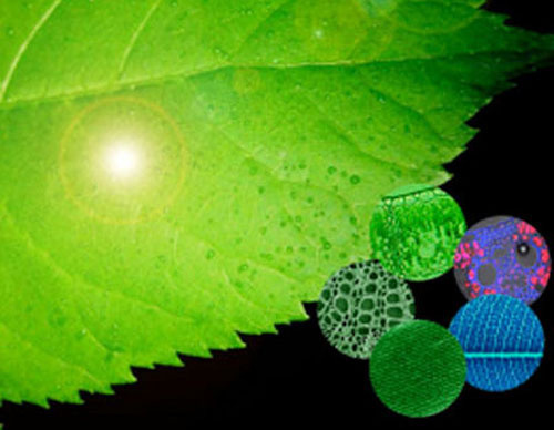 Picture 1 of Energy from artificial leaves