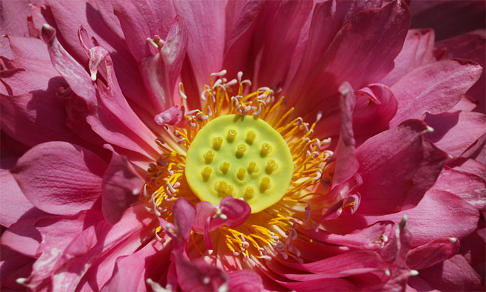 Picture 5 of Enjoy the lotus flower blooming hundreds of wings