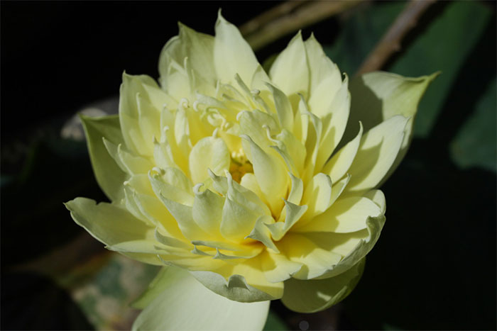 Picture 6 of Enjoy the lotus flower blooming hundreds of wings