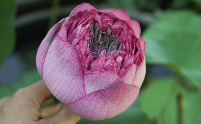 Picture 7 of Enjoy the lotus flower blooming hundreds of wings