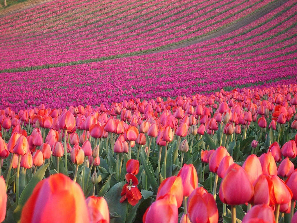 Picture 13 of Enjoy the most beautiful
