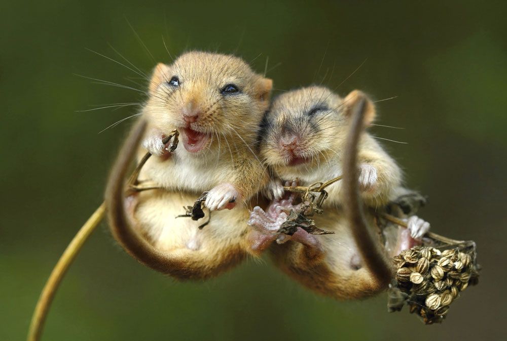 Picture 1 of Enjoy the series of love images of animals