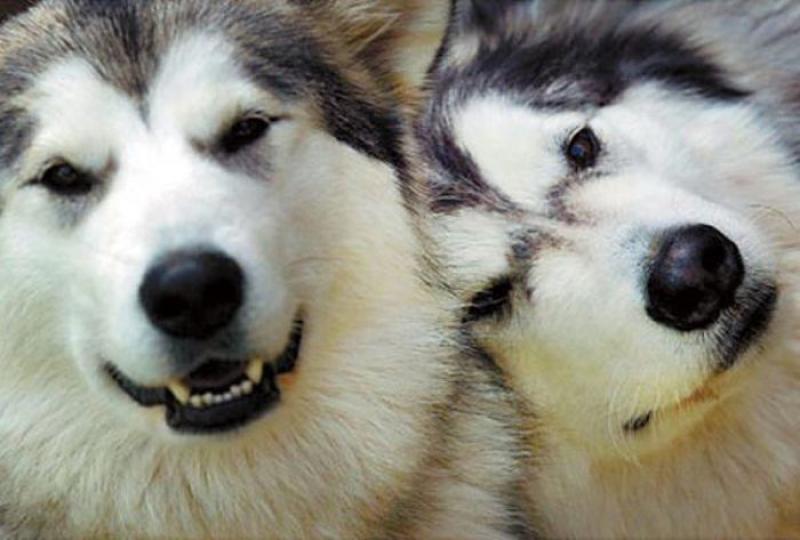 Picture 10 of Enjoy the series of love images of animals