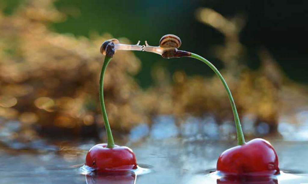Picture 2 of Enjoy the series of love images of animals