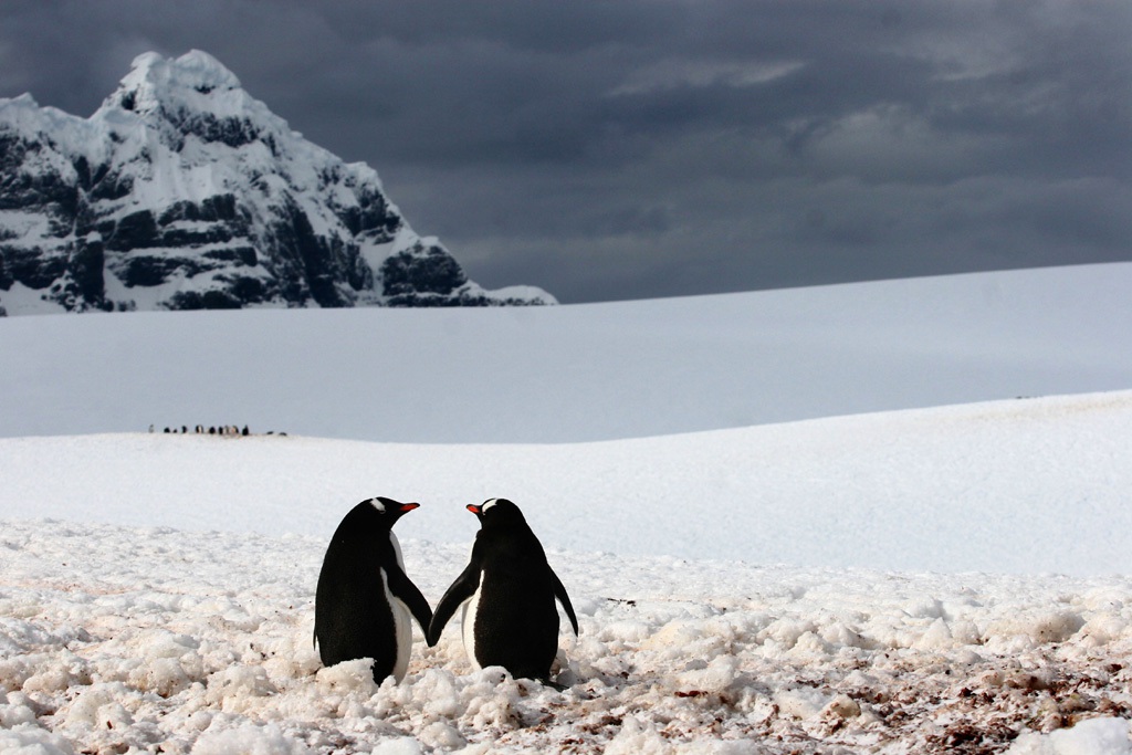 Picture 3 of Enjoy the series of love images of animals
