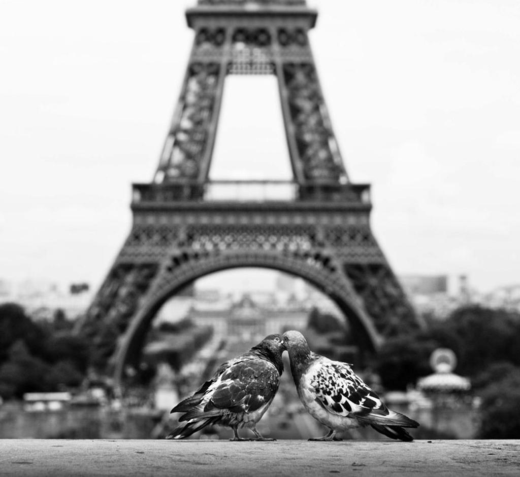Picture 4 of Enjoy the series of love images of animals