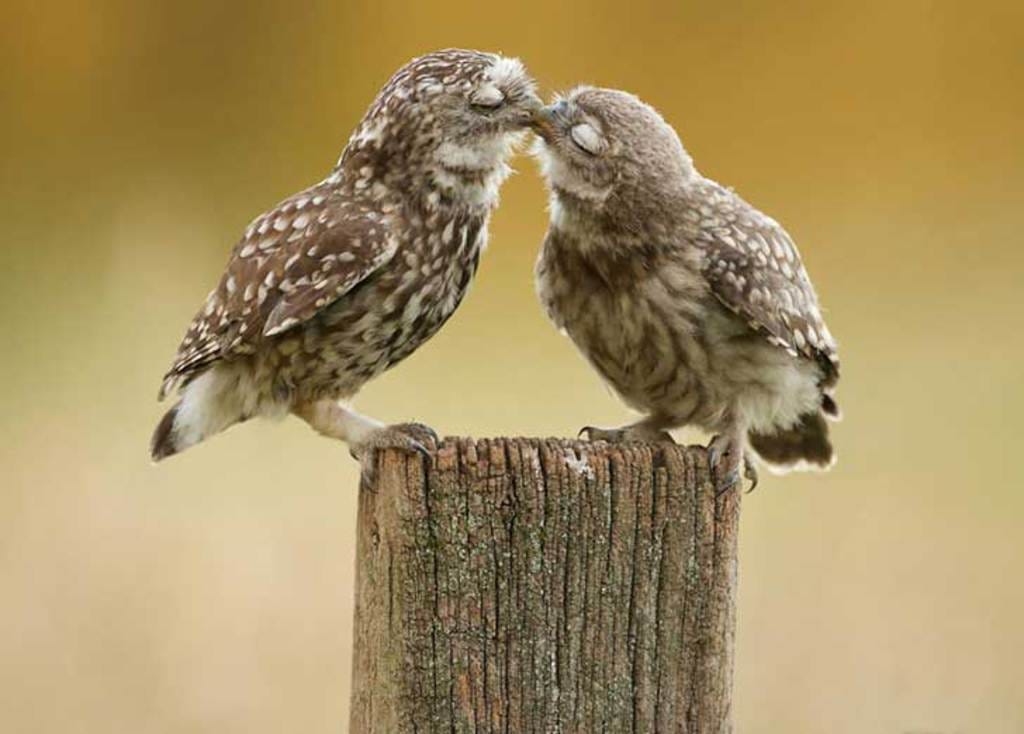 Picture 5 of Enjoy the series of love images of animals