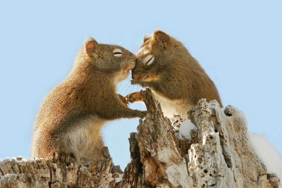 Picture 6 of Enjoy the series of love images of animals