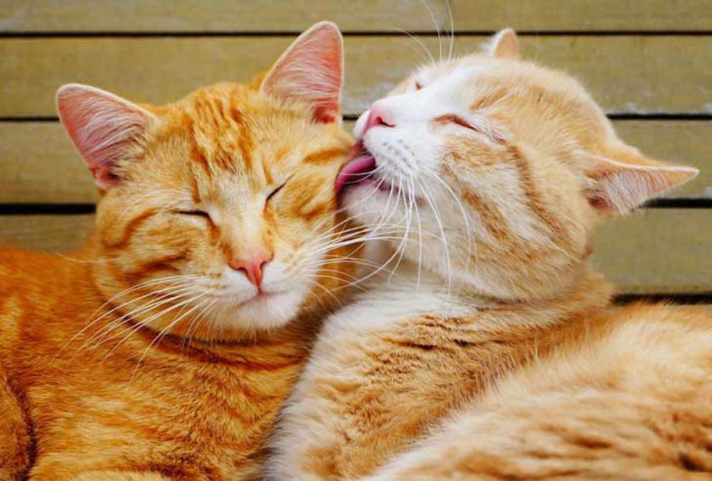 Picture 7 of Enjoy the series of love images of animals