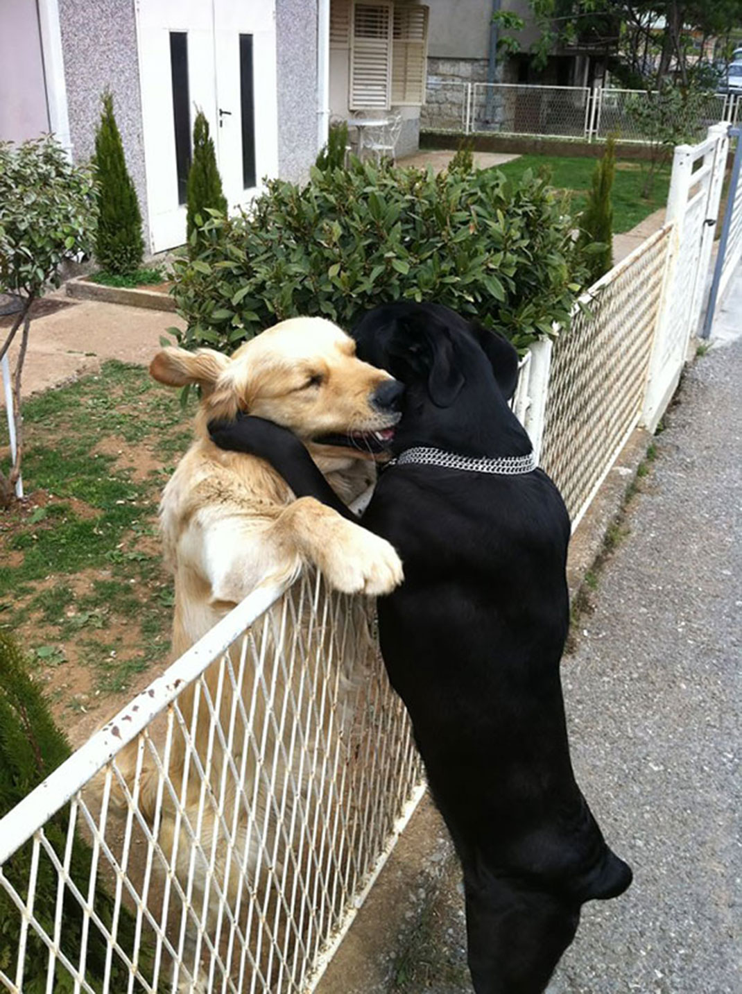 Picture 8 of Enjoy the series of love images of animals