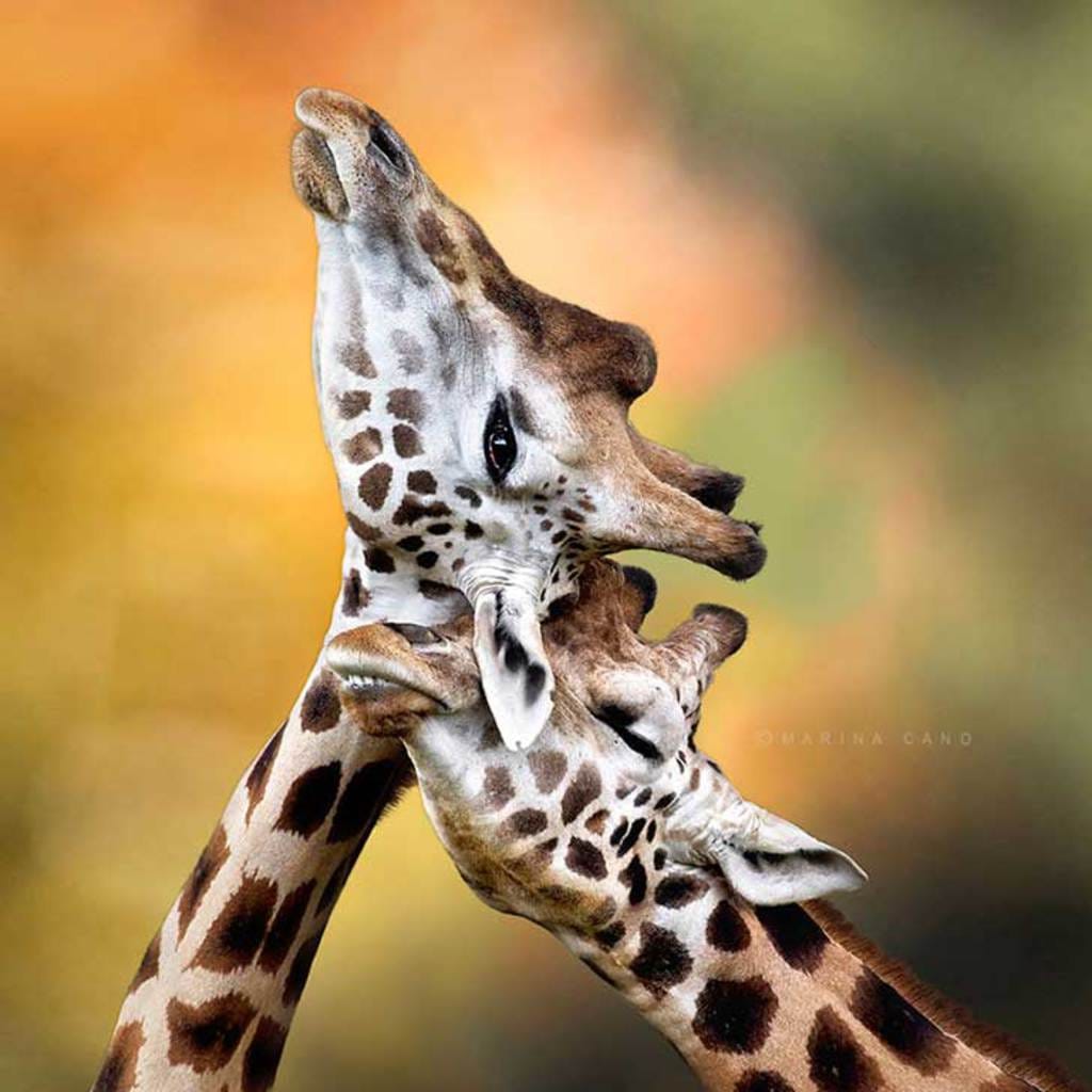 Picture 9 of Enjoy the series of love images of animals