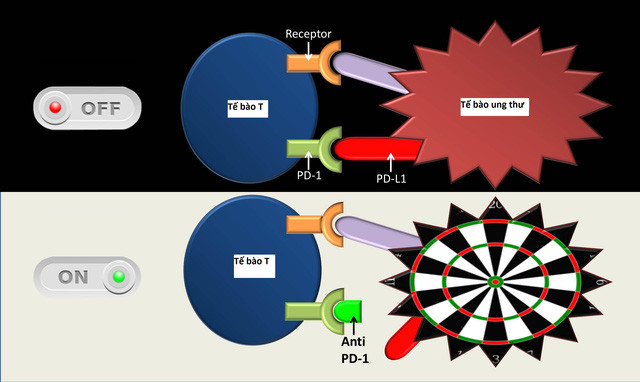 Picture 1 of Enteric bacteria can affect the body's response to cancer treatments