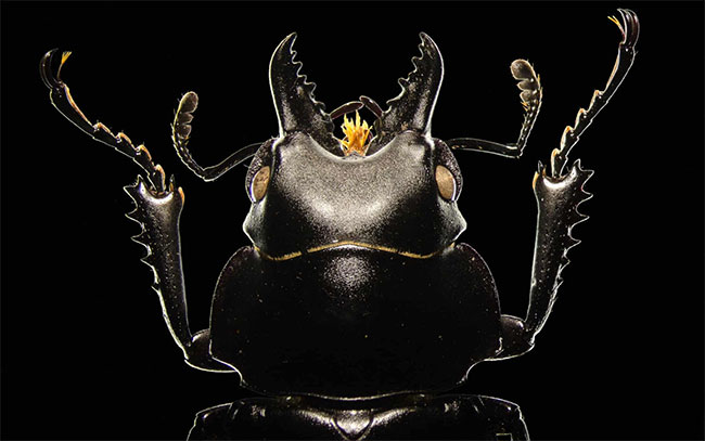 Picture 6 of Enthrallingly admire the most beautiful scientific photos of 2019