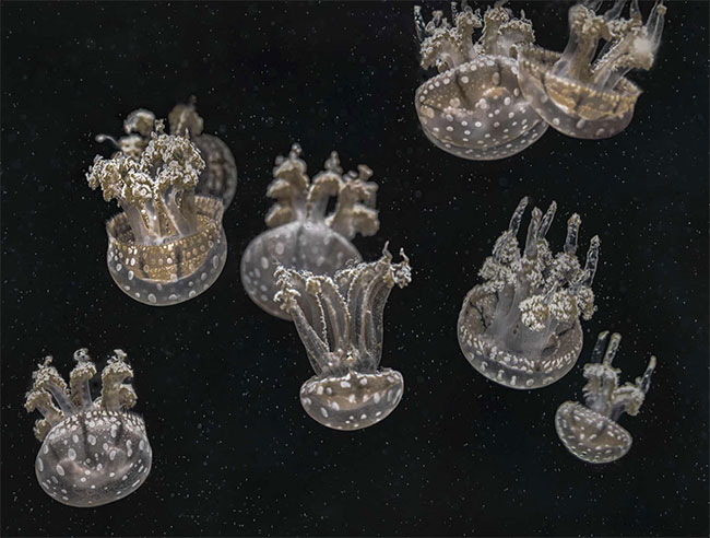 Picture 8 of Enthrallingly admire the most beautiful scientific photos of 2019