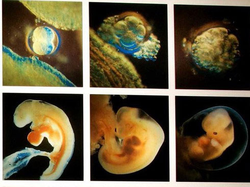 Picture 1 of Equipment for incubating thousands of human embryos at the same time and the future of 'synthesizer' from just one stem cell?
