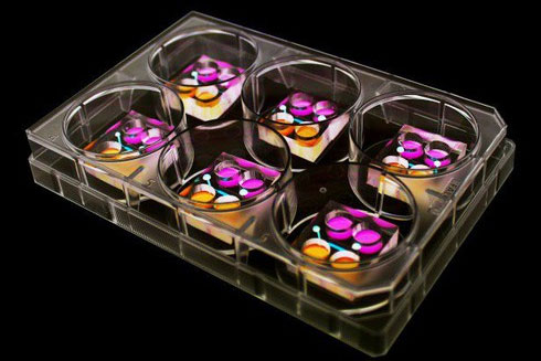 Picture 3 of Equipment for incubating thousands of human embryos at the same time and the future of 'synthesizer' from just one stem cell?