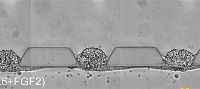 Picture 4 of Equipment for incubating thousands of human embryos at the same time and the future of 'synthesizer' from just one stem cell?
