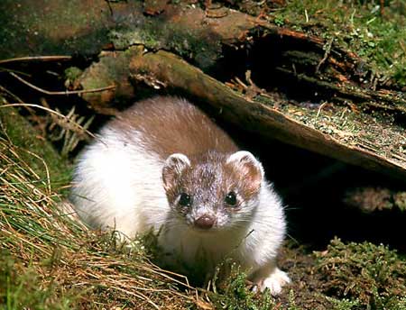 Picture 3 of Ermine mink