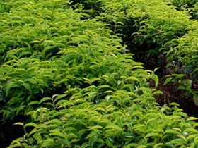 Picture 1 of Essential oils from tea plants can cure skin cancer
