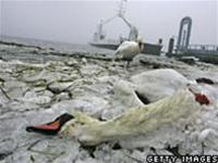 EU adopted new measures against bird flu images 1