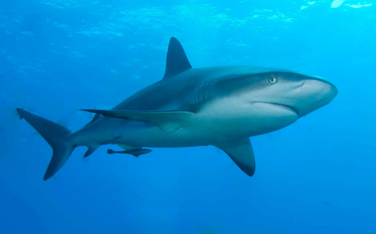 Picture 1 of EU countries allow sharks to be used for research