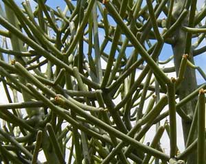 Picture 1 of Euphorbia tirucalli.Liun - Euphorbia tirucalli.Liun