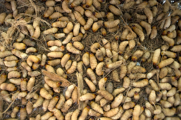 Picture 1 of Europe can use fly larvae as feed for chickens and pigs