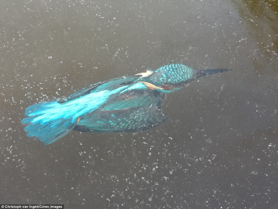 Picture 1 of Europe is extremely cold, kingfishers die hard when they go to the water to hunt