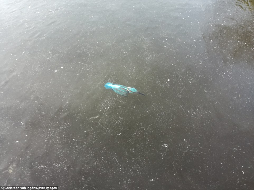 Picture 2 of Europe is extremely cold, kingfishers die hard when they go to the water to hunt