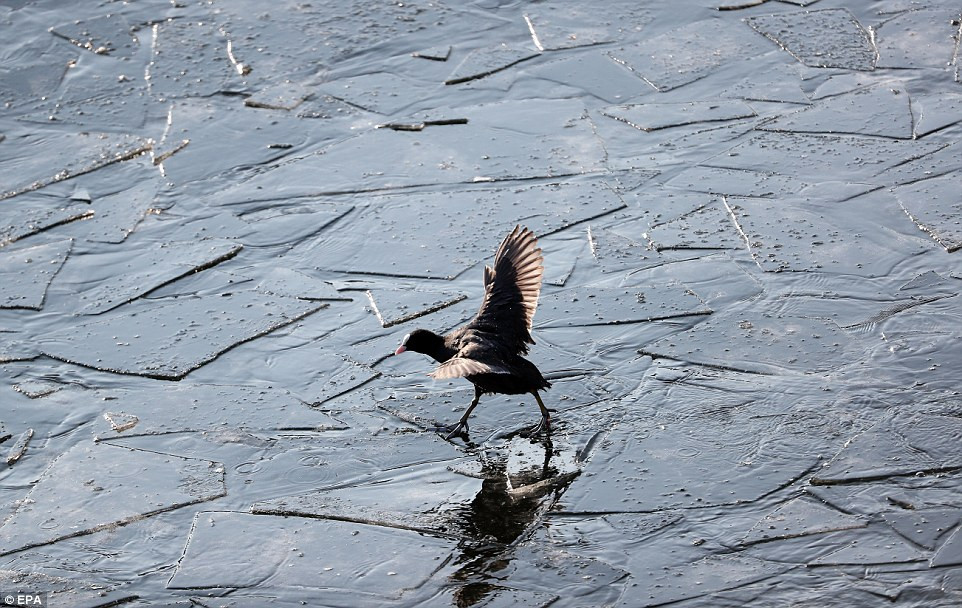 Picture 4 of Europe is extremely cold, kingfishers die hard when they go to the water to hunt