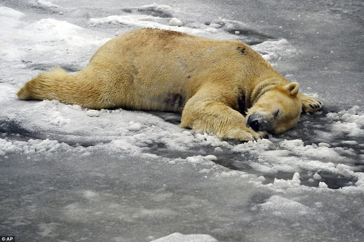 Picture 11 of Europe sinks in the snow and ice between