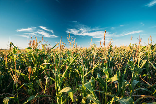 Picture 2 of European scientific research rejects the conclusion that genetically modified corn causes cancer