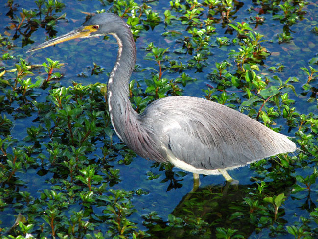 Picture 10 of Everglades National Park - United States of America