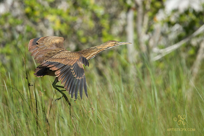 Picture 11 of Everglades National Park - United States of America
